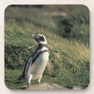 Posavasos Pingüino de Magallanes (Spheniscus magellanicus),