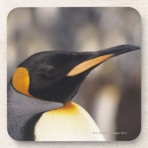 Posavasos Pingüino de rey (patagonicus del Aptenodytes)