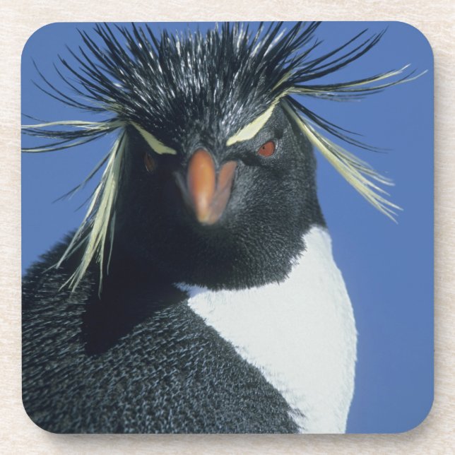 Posavasos Pingüino de Rockhopper (crisoven de los Eudyptes) (Frente)