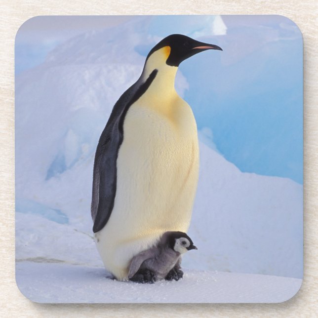 Posavasos Pingüino Emperador | Aptenodytes (Frente)