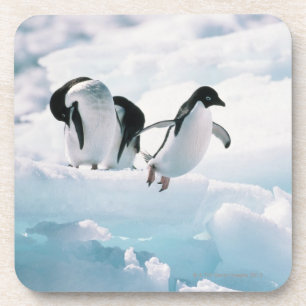 Posavasos Pingüinos de Adelie (adeliae) del pygoscelis la