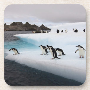 Posavasos Pingüinos de Barbilla