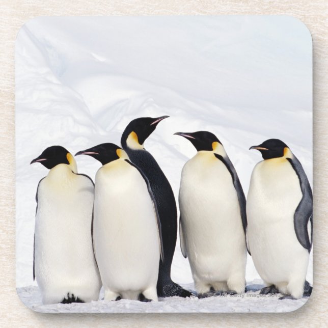 Posavasos Pingüinos de emperador (Frente)