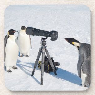 Posavasos Pingüinos de emperador con la cámara - práctico
