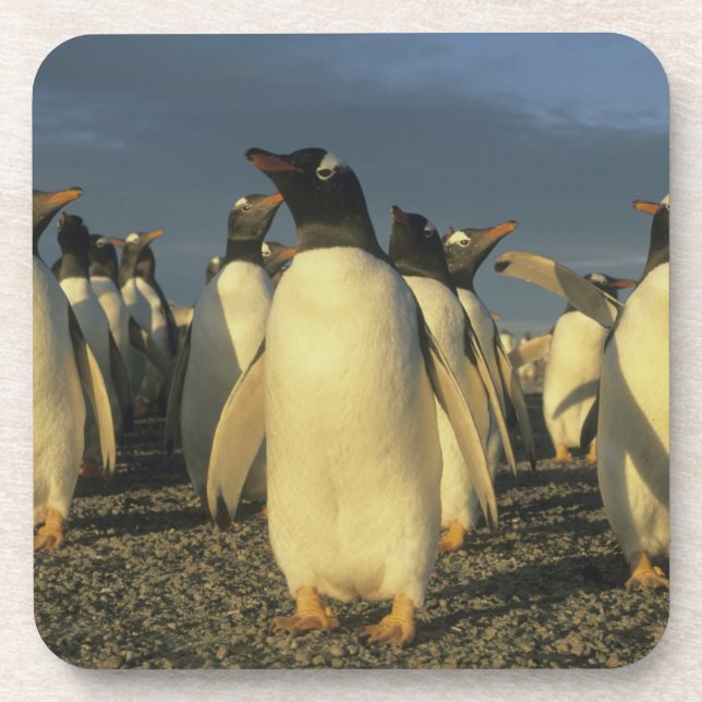 Posavasos Pingüinos de Gentoo, (Pygoscelis papua), Falkland (Frente)