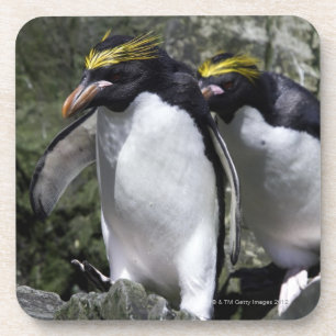 Posavasos Pingüinos de los macarrones, Georgia del sur