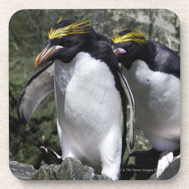 Posavasos Pingüinos de los macarrones, Georgia del sur (Frente)