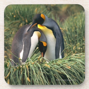 Posavasos Pingüinos de rey nuzzling