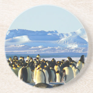 Posavasos Pingüinos emperadores