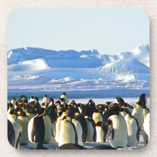 Posavasos Pingüinos emperadores