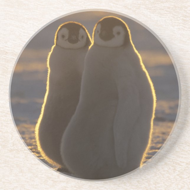 Posavasos Pingüinos emperadores (Frente)