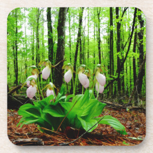 Posavasos Pink Lady Slipper Wild Orchid