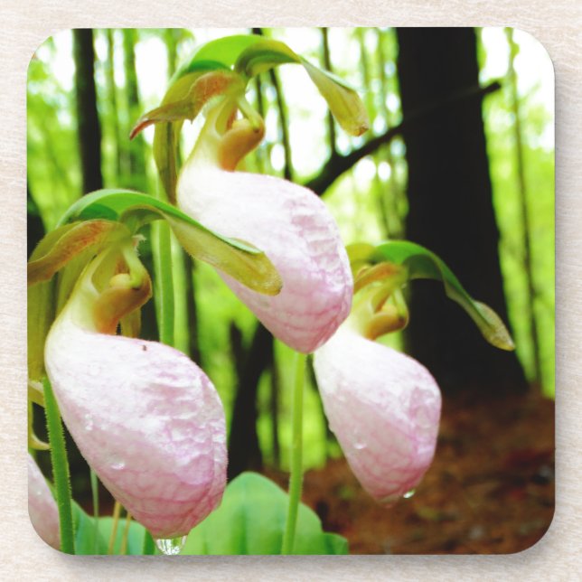 Posavasos Pink Lady Slipper Wild Orchid (Frente)