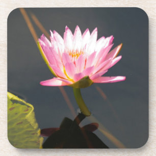 Posavasos Pink Lotus Waterlily
