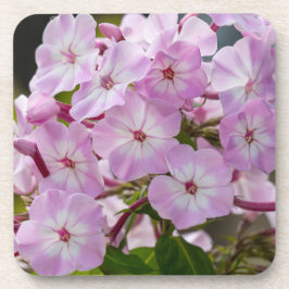 Posavasos Pink Phlox
