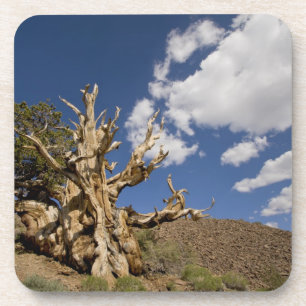 Posavasos Pino Bristlecone en el Bosque Antiguo Bristlecone,