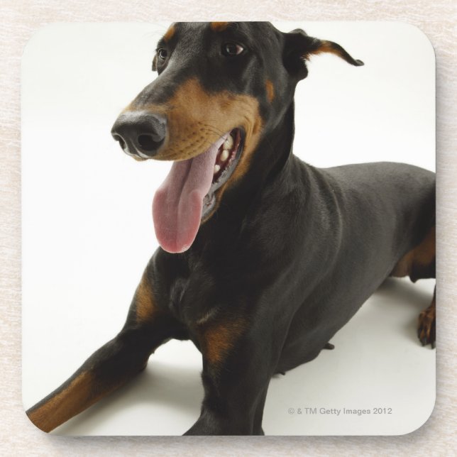 Posavasos Pinscher 2 del Doberman (Frente)