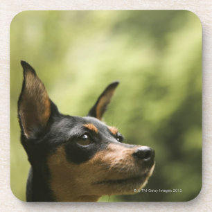 Posavasos Pinscher miniatura (Minuto-Pin)