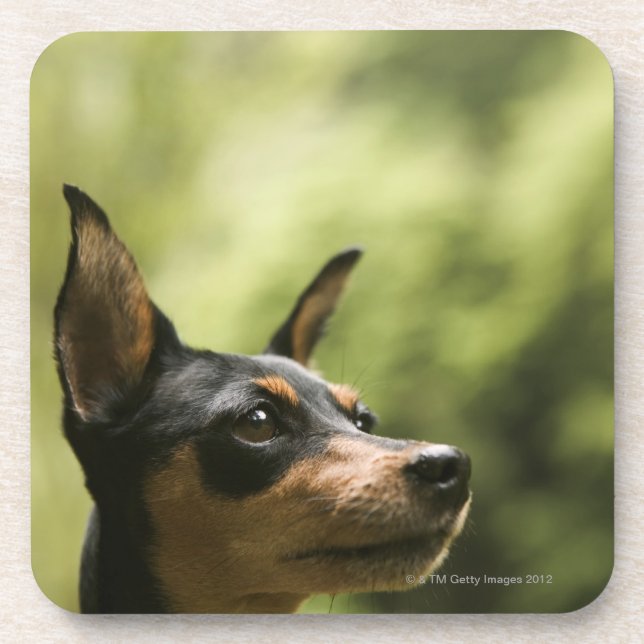 Posavasos Pinscher miniatura (Minuto-Pin) (Frente)