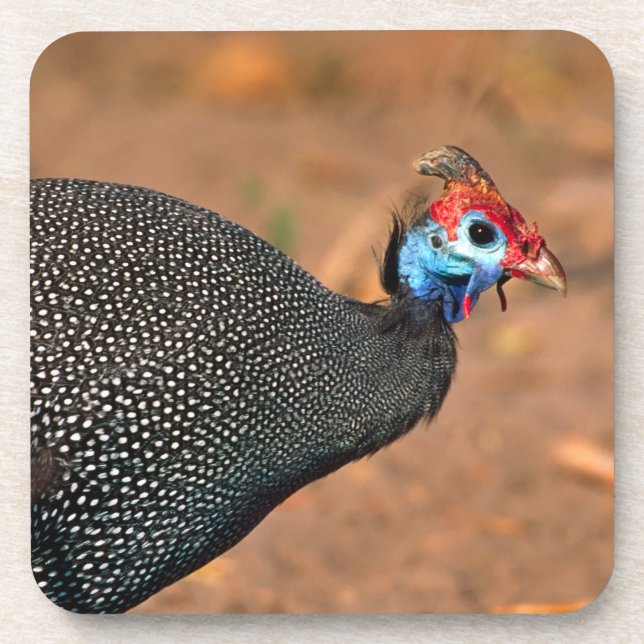 Posavasos Pintada común (Numida meleagris). África, (Frente)