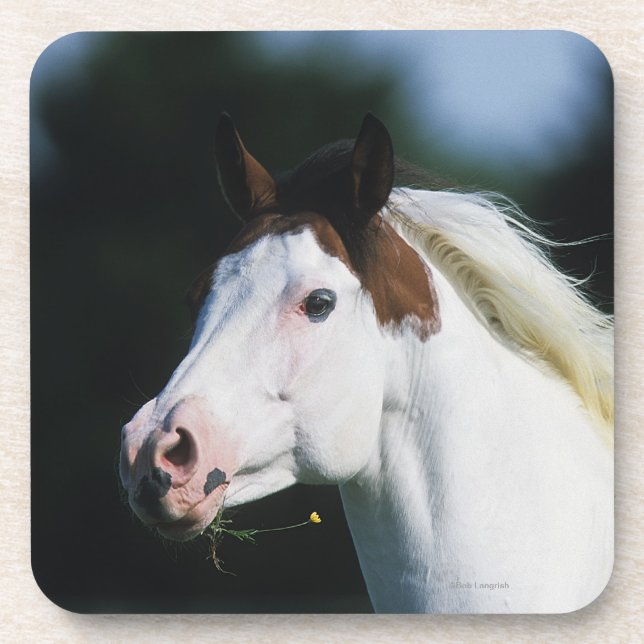 Posavasos Pinte el Headshot 3 del caballo (Frente)