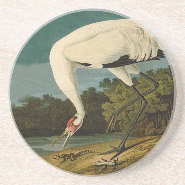 Posavasos Pintura de pájaro de Crane Audubon (Frente)
