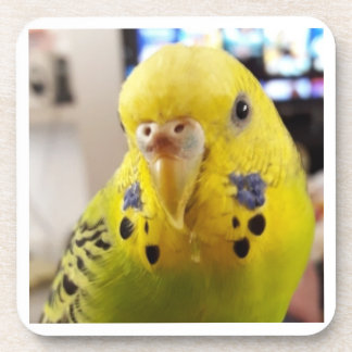 Posavasos Pipsqueak @chirpythecrazyparkeet Plastic coaster