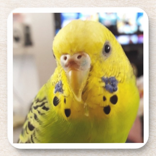 Posavasos Pipsqueak @chirpythecrazyparkeet Plastic coaster (Frente)