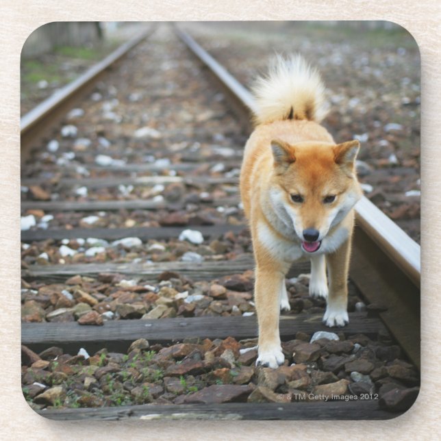 Posavasos Pista que camina del perro (Frente)