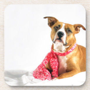 Posavasos Pit Bull cachorro amor en XOXO rosado
