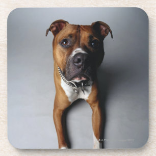 Posavasos Pitbull Terrier que se acuesta