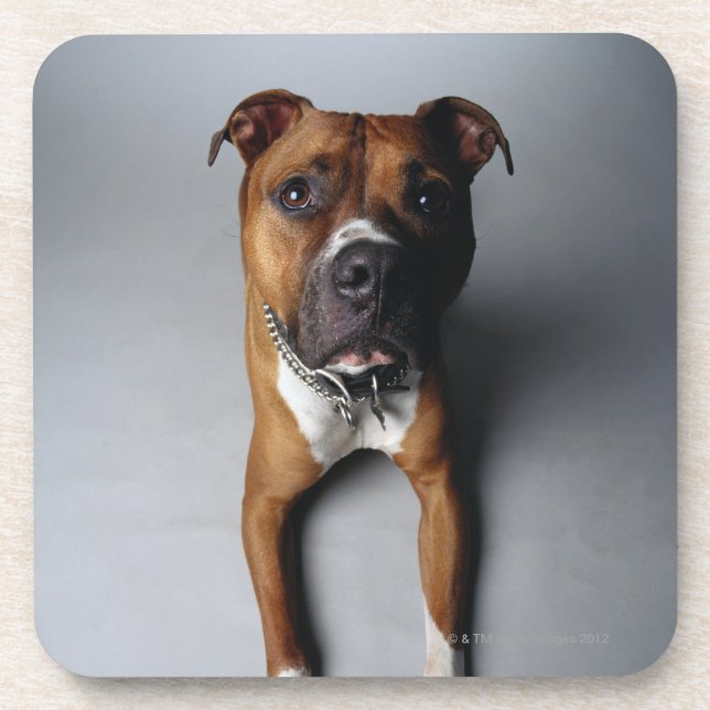 Posavasos Pitbull Terrier que se acuesta (Frente)