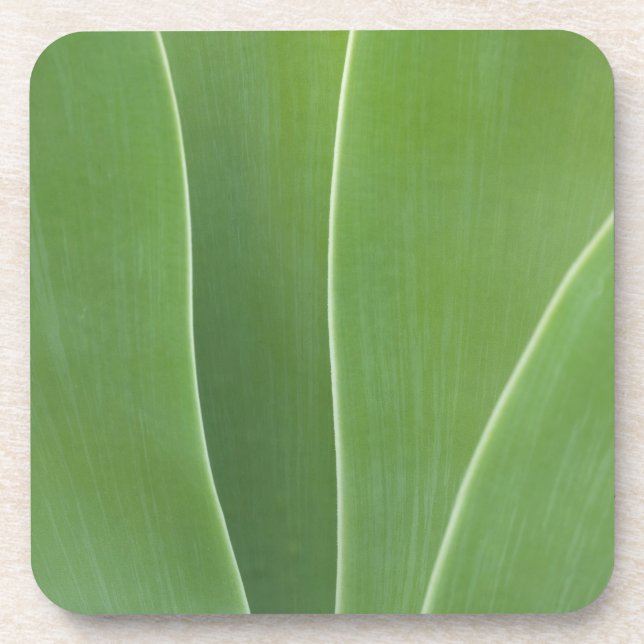 Posavasos Planta de Agave de cerca (Frente)
