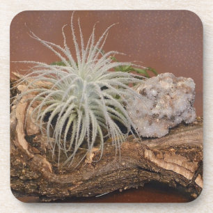 Posavasos Planta de aire Tillandsia Tectorum
