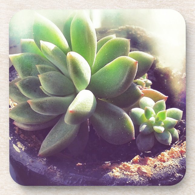 Posavasos Planta de Hen y Chicks (Frente)