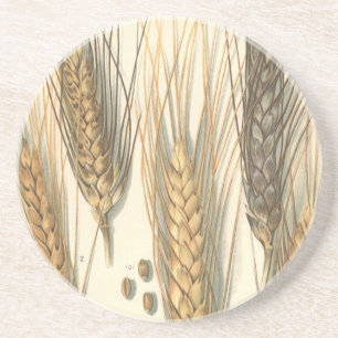 Posavasos Planta de trigo resistente a la sequía, agricultur