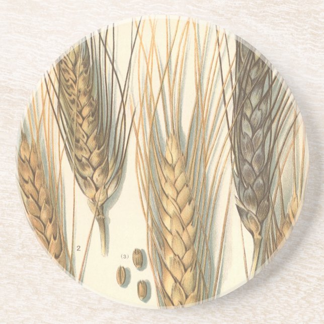 Posavasos Planta de trigo resistente a la sequía, agricultur (Frente)