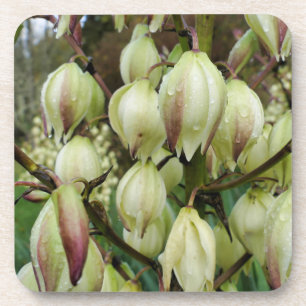 Posavasos Planta de yuca