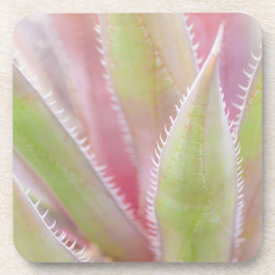 Posavasos Planta de yuca primer plano