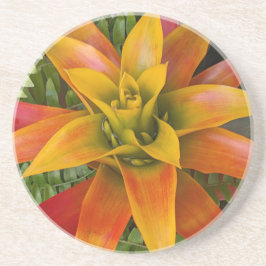 Posavasos Planta Floral de Bromelia Guzmania