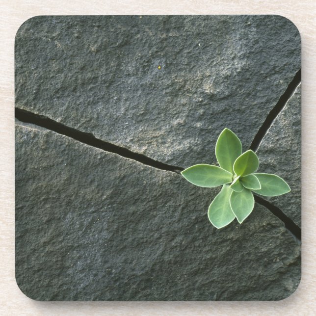 Posavasos Planta que crece en Boulder agrietado (Frente)