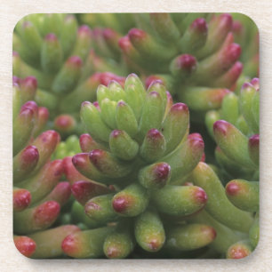 Posavasos planta Sedum, Museo del Desierto de Arizona-Sonora