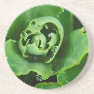 Posavasos Planta suculenta en primer plano con gotas de agua