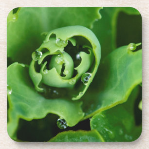 Posavasos Planta suculenta en primer plano con gotas de agua