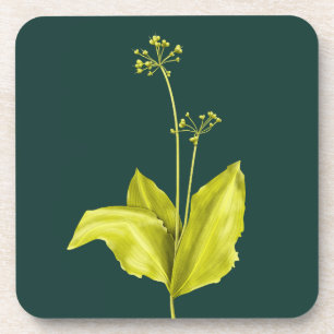 Posavasos Planta verde Ajo salvaje Botánico