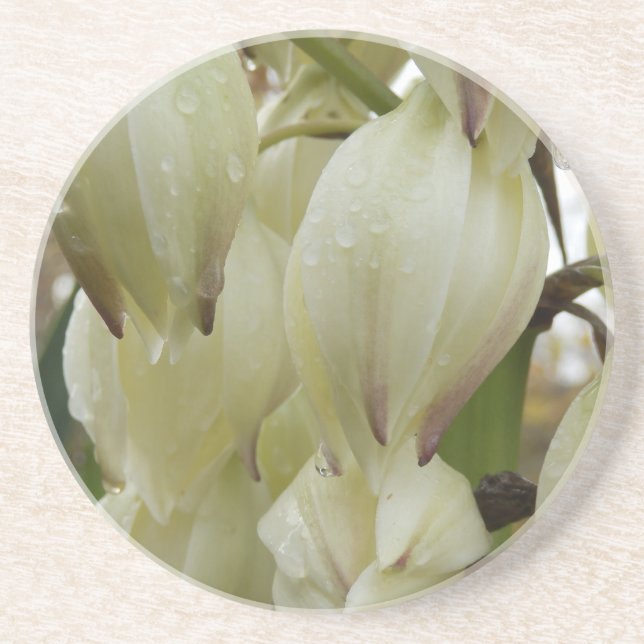 Posavasos Planta Yucca (Frente)