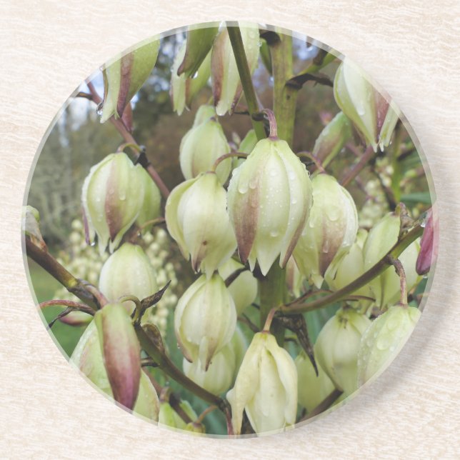Posavasos Planta Yucca (Frente)