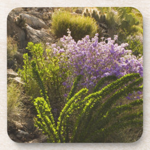 Posavasos plantas del desierto de Chihuahuan en flor
