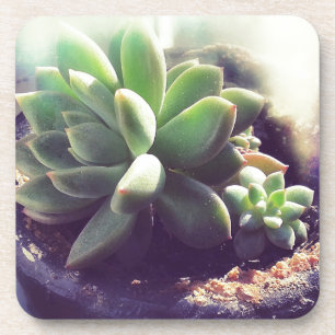 Posavasos Plantas Hen y Chicks