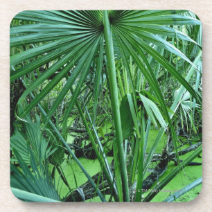 Posavasos Plantas tropicales en la charca de la sal